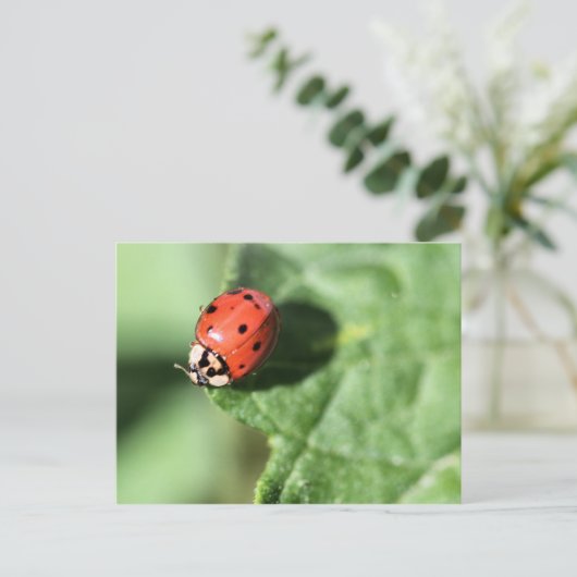 Lady Bug Postkarte (Stehend Vorderseite)