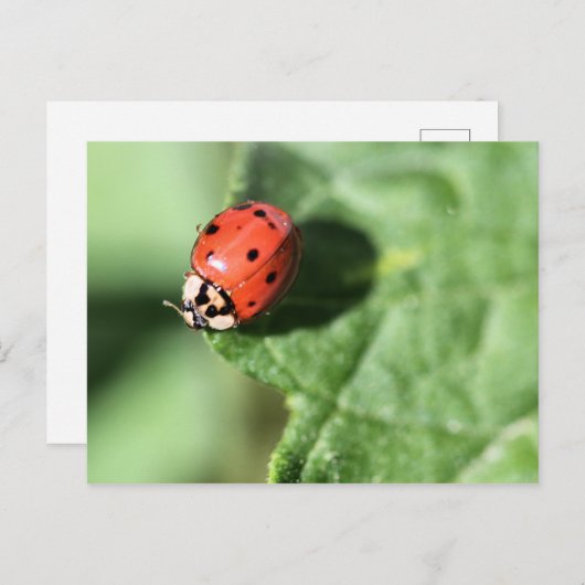 Lady Bug Postkarte (Vorne/Hinten)