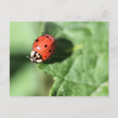 Lady Bug Postkarte (Vorderseite)