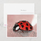Lady Bug Postkarte (Vorne/Hinten)