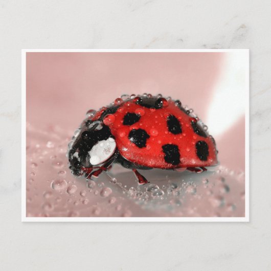 Lady Bug Postkarte (Vorderseite)