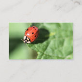 Lady Bug Visitenkarte (Rückseite)