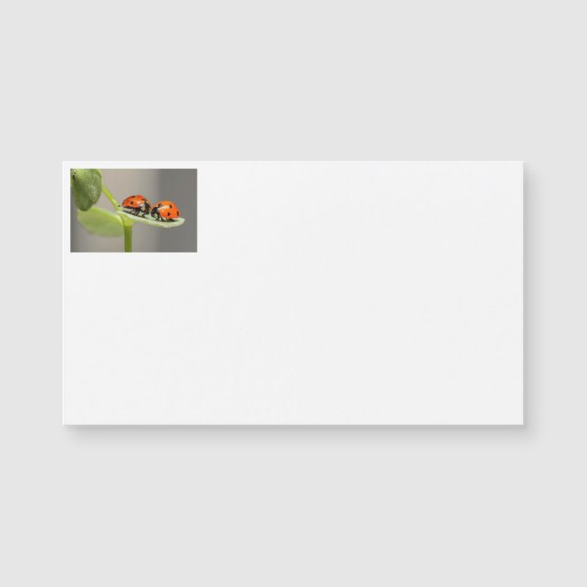 Lady Bugs Business Cards Magnetkarte (Vorderseite)