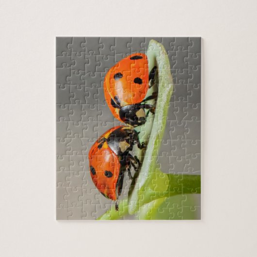 Lady Bugs Jigsaw Puzzle (Vertikal)