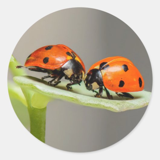 Lady Bugs Round Sticker (Vorderseite)