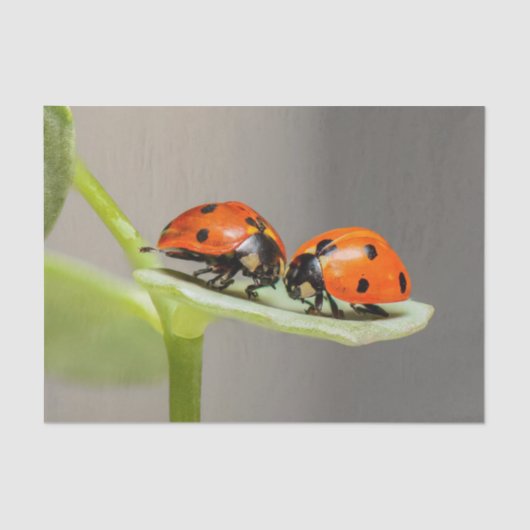 Lady Bugs Tissue Seidenpapier (Vorderseite)