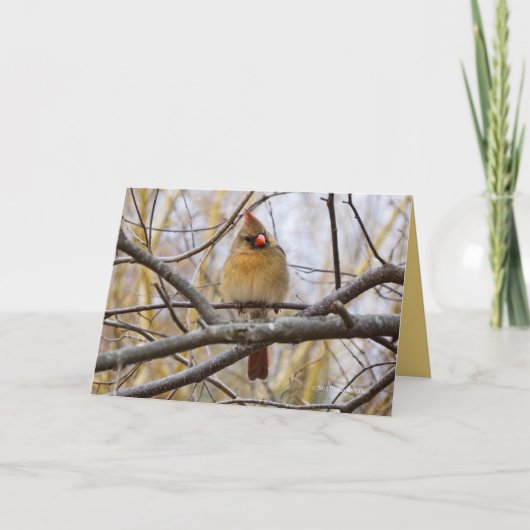 Lady C Karte (Vorderseite)