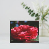 Lady Camellia Postkarte (Stehend Vorderseite)