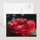 Lady Camellia Postkarte (Vorne/Hinten)
