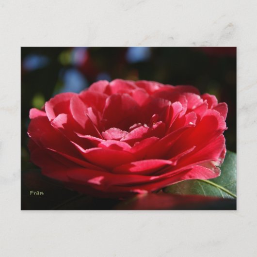 Lady Camellia Postkarte (Vorderseite)