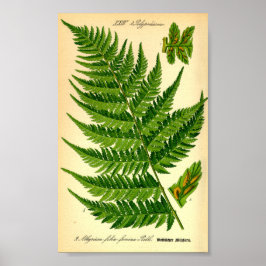 Lady Fern (Athyrium filix-femina) Poster