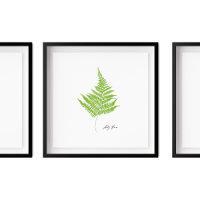Lady Fern Illustration | Fern-Serie