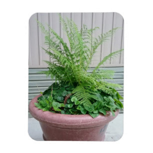 Lady Fern und Wild Ginger Magnet