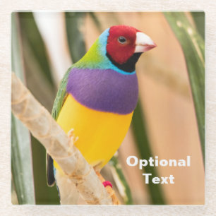 Lady Gouldian Finch Glasuntersetzer