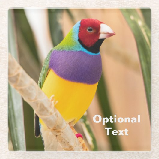 Lady Gouldian Finch Glasuntersetzer (Vorderseite)