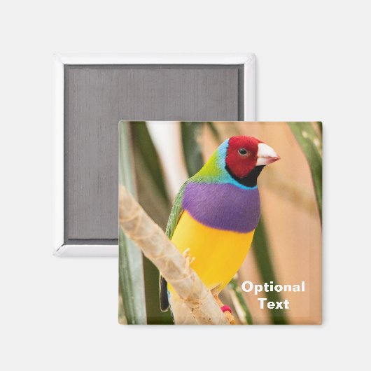 Lady Gouldian Finch Magnet (Vorderseite/Rückseite)