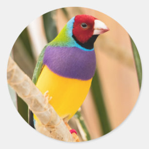 Lady Gouldian Finch Runder Aufkleber