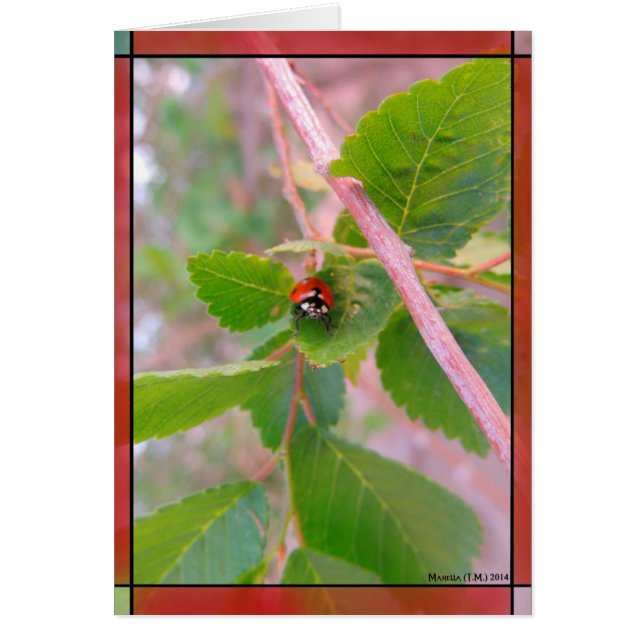 Lady in Red (Vorne)