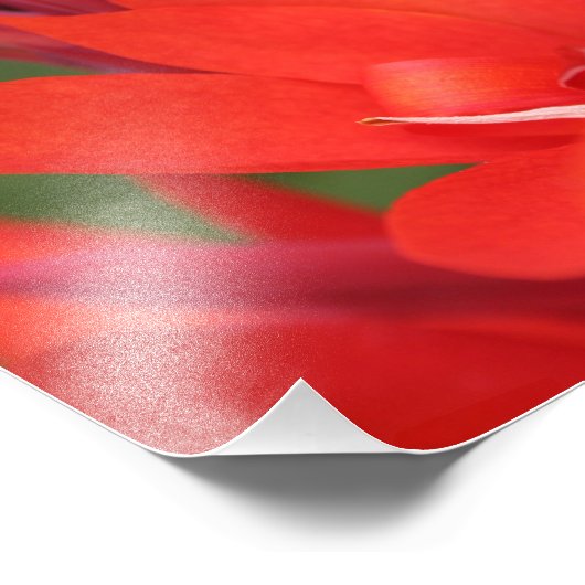 "Lady in Red" Red Canna Lily Closeup Foto Print (Ecke)