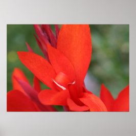 "Lady in Red" Red Canna Lily Closeup Poster