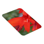 "Lady in Red" Red Canna Lily Foto Magnet (Rechte Seite)