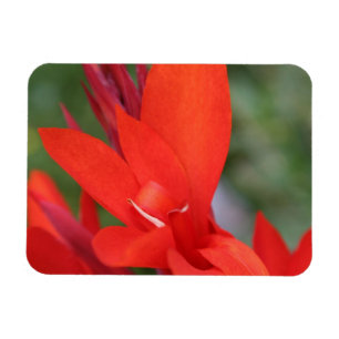 "Lady in Red" Red Canna Lily Foto Magnet
