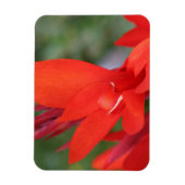 "Lady in Red" Red Canna Lily Foto Magnet (Vertikal)