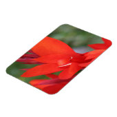 "Lady in Red" Red Canna Lily Foto Magnet (Linke Seite)