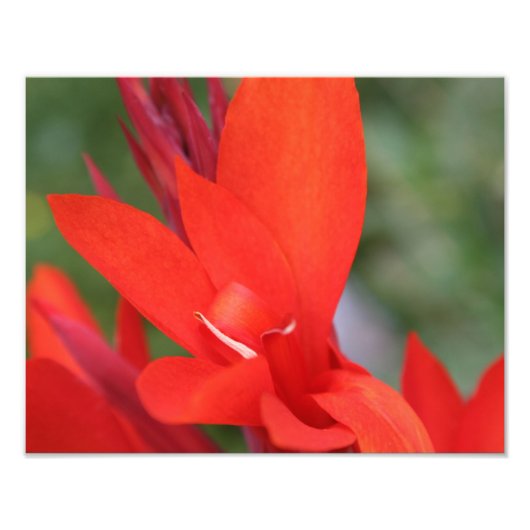 "Lady in Red" Red Canna Lily Foto Print (Vorne)