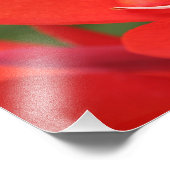 "Lady in Red" Red Canna Lily Foto Print (Ecke)