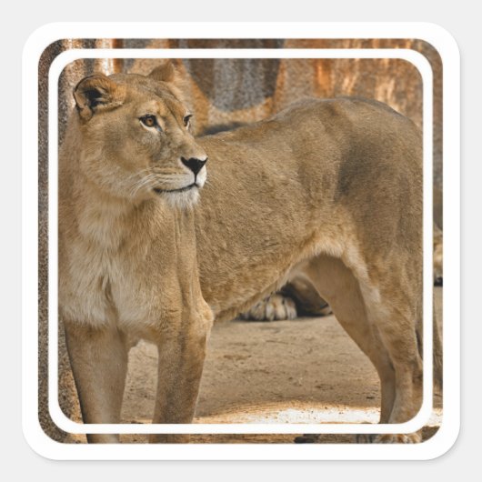 Lady Lioness Sticker (Vorderseite)