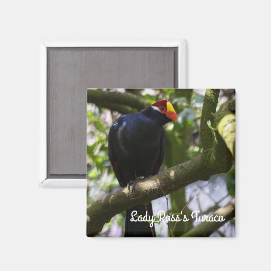 Lady Ross's Turaco Magnet (Vorderseite/Rückseite)