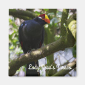Lady Ross's Turaco Magnet (Vorne)
