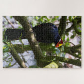 Lady Ross's Turaco Puzzle (Horizontal)