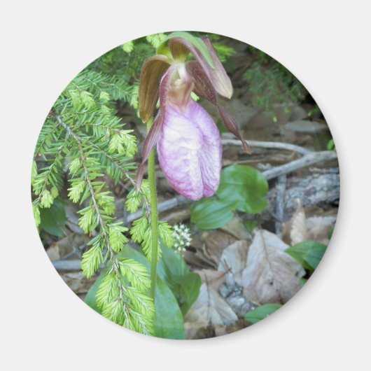 Lady Slipper 2 Magnet (Vorne)