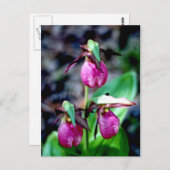 Lady Slipper I, Pink Green Garden Delight Postkarte (Vorne/Hinten)