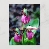 Lady Slipper I, Pink Green Garden Delight