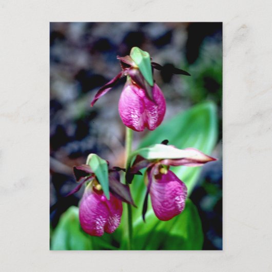 Lady Slipper I, Pink Green Garden Delight Postkarte (Vorderseite)