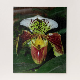 Lady Slipper Orchid Jigsaw Puzzle