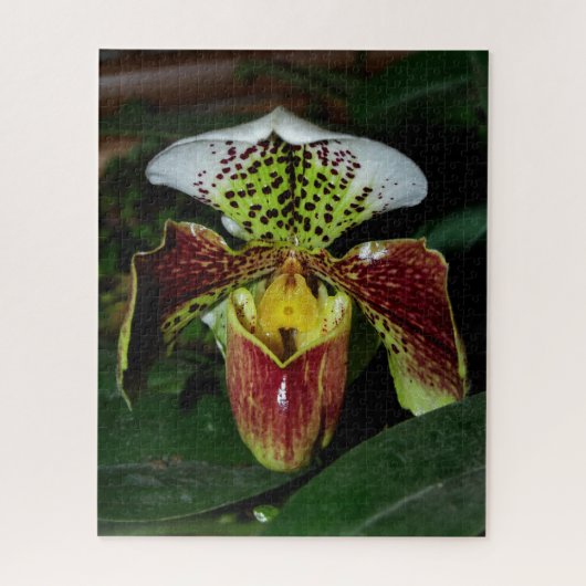 Lady Slipper Orchid Jigsaw Puzzle (Vertikal)