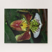 Lady Slipper Orchid Jigsaw Puzzle (Horizontal)
