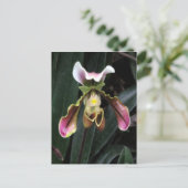 Lady Slipper Orchid Postkarte (Stehend Vorderseite)