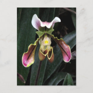 Lady Slipper Orchid Postkarte
