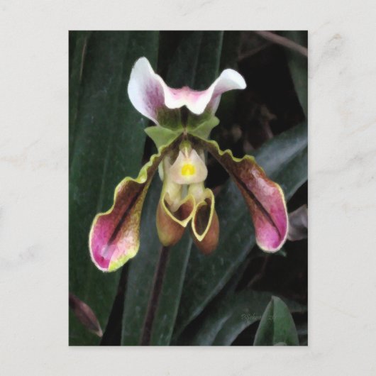 Lady Slipper Orchid Postkarte (Vorderseite)
