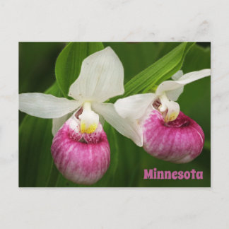 Lady Slipper Postcard Postkarte