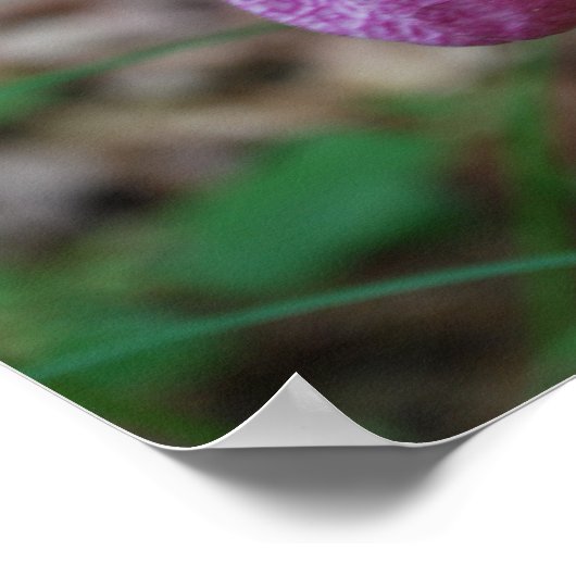 Lady Slipper Poster (Ecke)