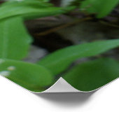 Lady Slipper Poster (Ecke)