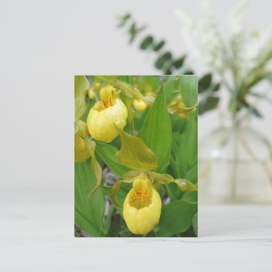 Lady Slipper Postkarte (Stehend Vorderseite)
