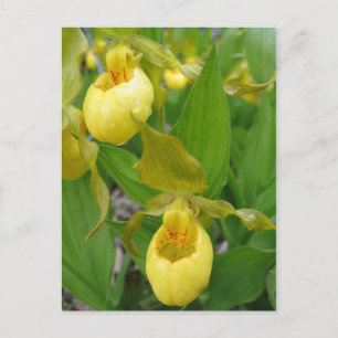 Lady Slipper Postkarte