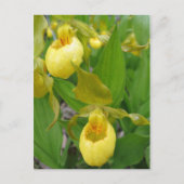 Lady Slipper Postkarte (Vorderseite)